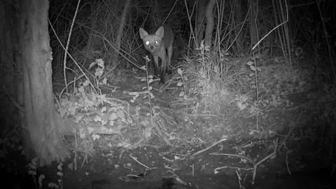 Wild Red Fox Facing Camera Eyes Glowing at Night Trail Camera Image Stock Photos