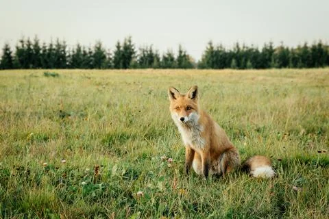 Wild red fox in the field. Stock Photos
