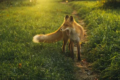 Wild red fox in the field. Stock Photos