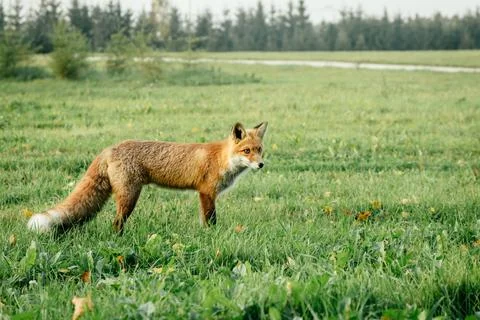 Wild red fox in the field. Foto stock
