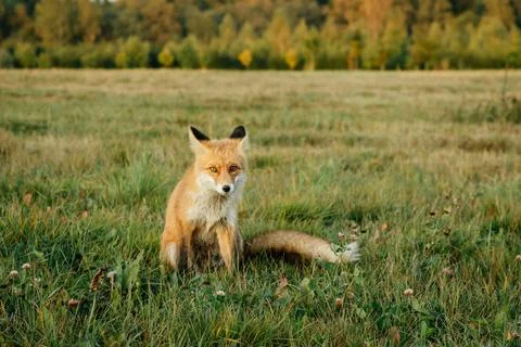 Wild red fox in the field. Stock Photos