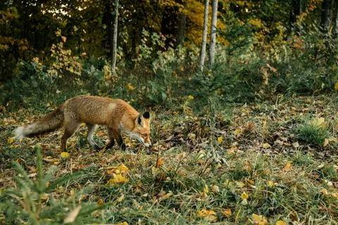 Wild red fox in the forest. Stock Photos