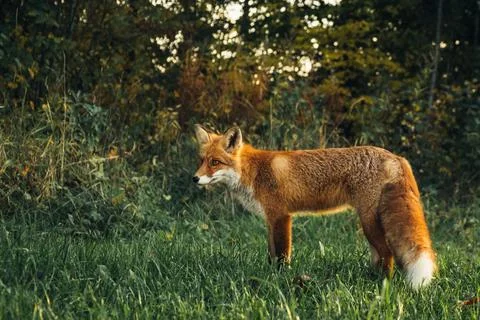 Wild red fox in the forest. Stock Photos
