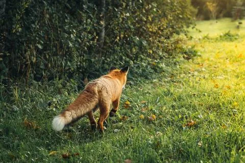 Wild red fox in the forest. Stock Photos