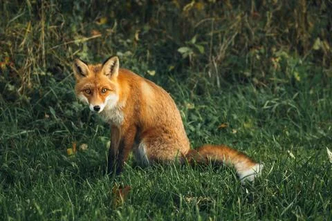 Wild red fox in the forest. Stock Photos