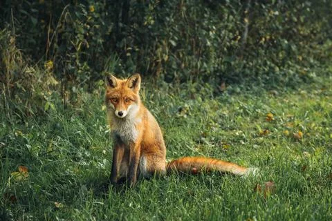 Wild red fox in the forest. Stock Photos