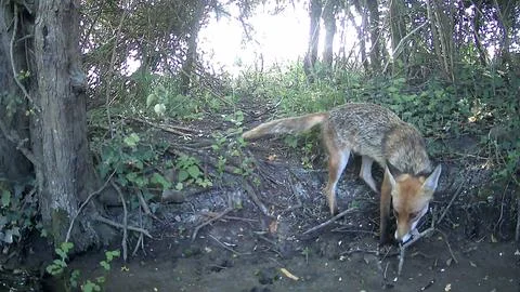 Wild Red Fox Head Down Foraging Daylight Trail Camera Image Stock Photos