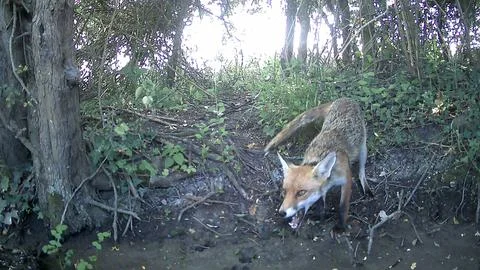 Wild Red Fox Head Down Mouth Open Woodland Trail Camera Image Stock Photos
