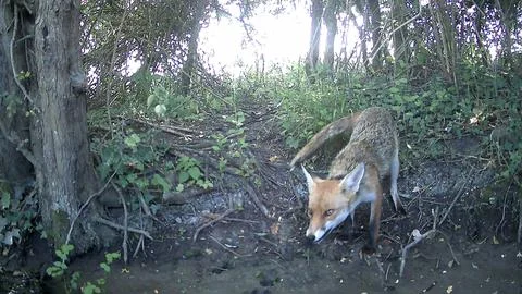 Wild Red Fox Head Down Sniffing Woodland Trail Camera Image Stock Photos