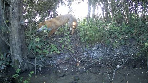 Wild Red Fox Head Down Foraging Woodland Trail Camera Image Stock Photos