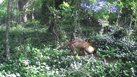 Wild red fox hunting Stock Footage 335944286
