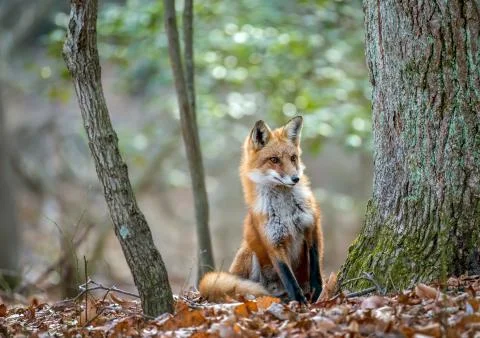 Wild Red Fox looking around a tree in the forest in Autumn Stock Photos
