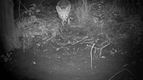 Wild Red Fox Looking Up at Camera at Night Trail Camera Footage Stock Footage 340518699