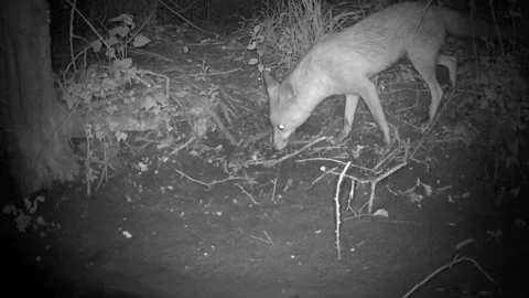 Wild Red Fox Looking Down at Camera Eyes Glowing Night Trail Camera Stock Footage 340518724