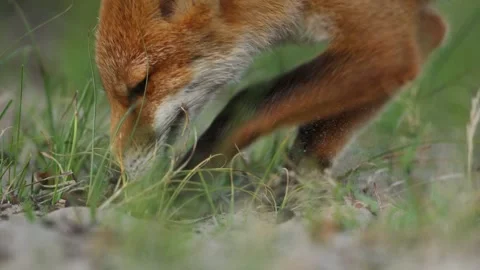 Wild red fox looking for food in forest Stock Footage 341956942