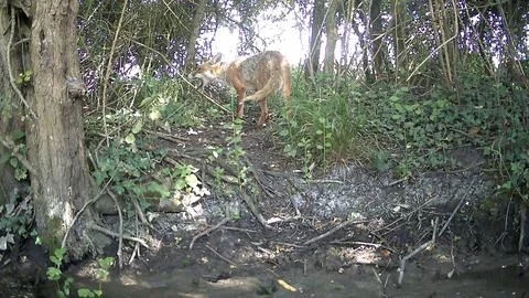 Wild Red Fox Looking Upwards in Foliage Trail Camera Image Stock Photos