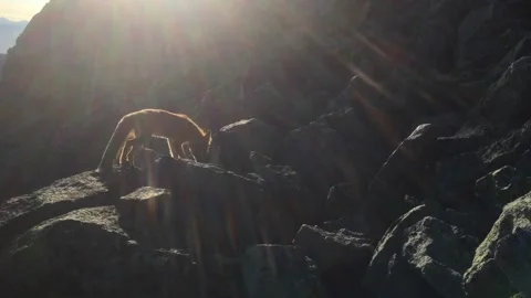 Wild red fox on mountain slope Stock Footage 263642874