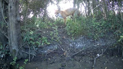 Wild Red Fox Moving Through Dense Woodland Trail Camera Image Stock Photos