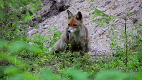 Wild red fox pee. Red fox, vulpes vulpes, in the forest during spring. Stock Footage 263489346