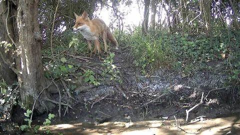 Wild Red Fox Perched on Raised Bank Woodland Trail Camera Image Stock Photos
