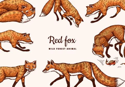Wild red fox poster or banner. Forest ginger animal flying and jumping. Vector Stock Illustration