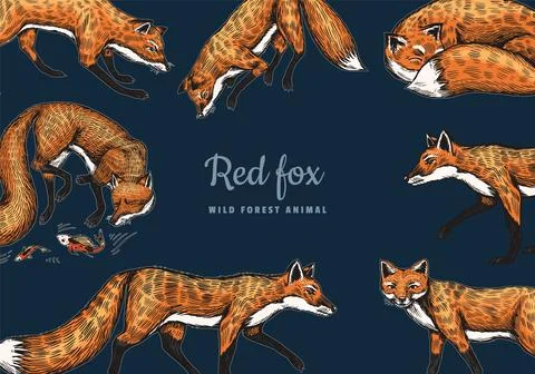 Wild red fox poster or banner. Forest ginger animal flying and jumping. Vector Stock Illustration