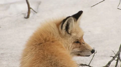 Wild Red Fox Profile Against Snow close-up Stock Footage 11007665