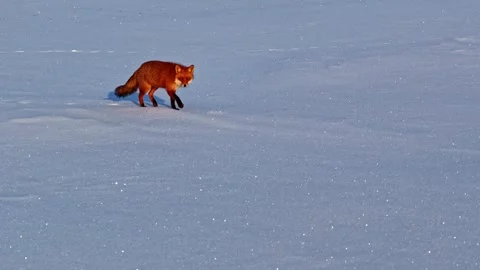 Wild red fox running across snowy field aerial close-up Stock-Footage 327497236