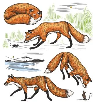 Wild red fox set. Forest ginger animal flying and jumping. Vector Engraved hand Stock Illustration