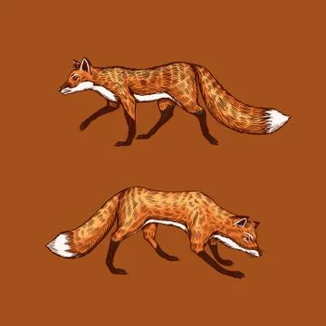 Wild red fox set. Forest ginger animal flying and jumping. Vector Engraved hand Stock Illustration