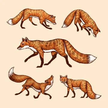Wild red fox set. Forest ginger animal flying and jumping. Vector Engraved hand Stock Illustration