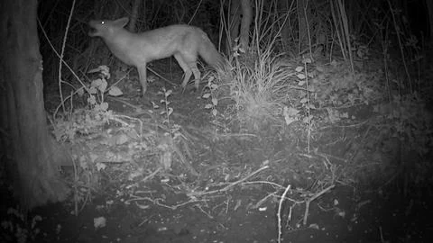 Wild Red Fox Side Profile Mouth Open at Night Trail Camera Image Stock Photos