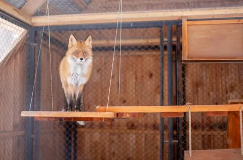 Wild red Fox sitting in a cage at the zoo. Stock Photos