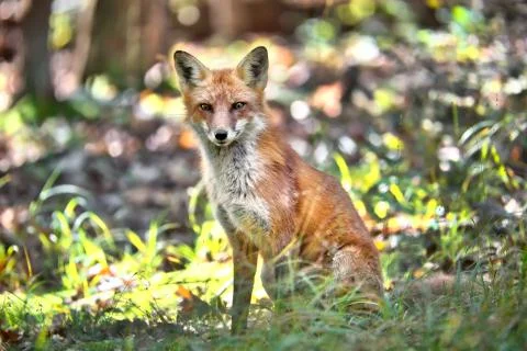 Wild Red Fox sitting in a forest Stock Photos