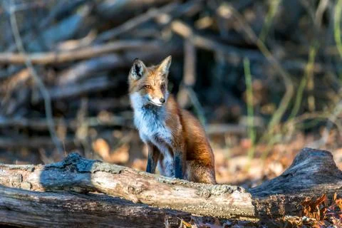 Wild Red Fox sitting in a forest Stock Photos