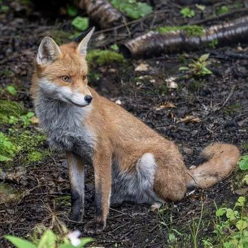 Wild red fox sitting outdoors on forest litter and mossy ground Stock Photos