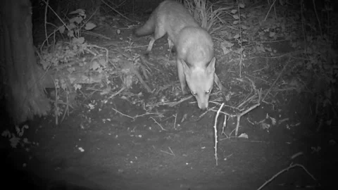 Wild Red Fox Sniffing Ground at Night Trail Camera Footage Stock Footage 340518723