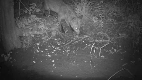 Wild Red Fox Sniffing Ground at Night Trail Camera Image Stock Photos