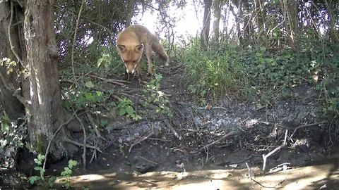 Wild Red Fox Sniffing Ground Close-Up Woodland Trail Camera Image Stock Photos