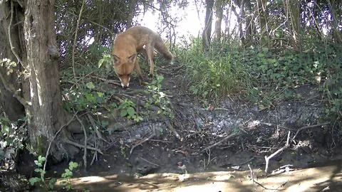 Wild Red Fox Sniffing Ground Woodland Trail Camera Image Stock Photos