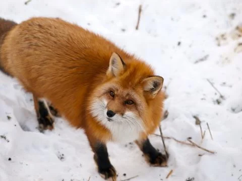 Wild red fox in snow Stock Photos