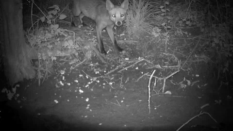 Wild Red Fox Standing Alert Close Up at Night Trail Camera Stock Footage 340518712