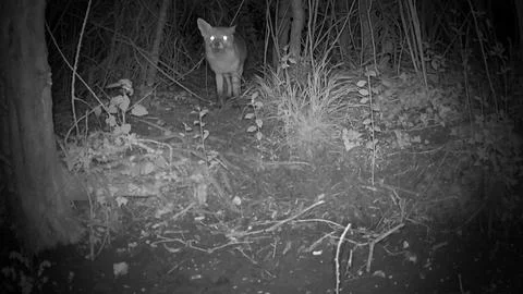 Wild Red Fox Standing Alert Eyes Glowing at Night Trail Camera Stock Photos