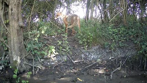 Wild Red Fox Standing Alert in Foliage Trail Camera Image Stock Photos