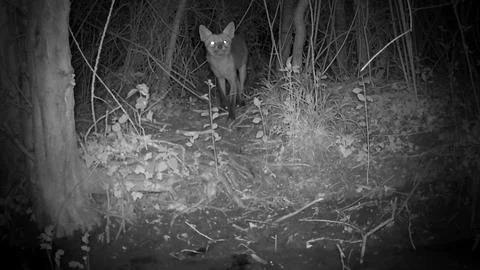 Wild Red Fox Standing Facing Camera Eyes Glowing at Night Trail Camera Image Stock Photos