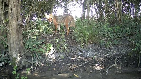 Wild Red Fox Standing Facing Camera Foliage Daylight Trail Camera Image Stock Photos