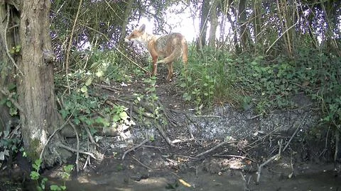 Wild Red Fox Standing Facing Camera Woodland Trail Camera Image Stock Photos