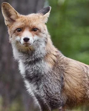 Wild red fox standing in forest looking at camera, vertical format Stock Photos