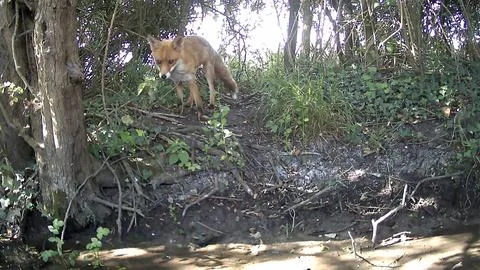 Wild Red Fox Standing Looking Down Trail Camera Image Stock Photos