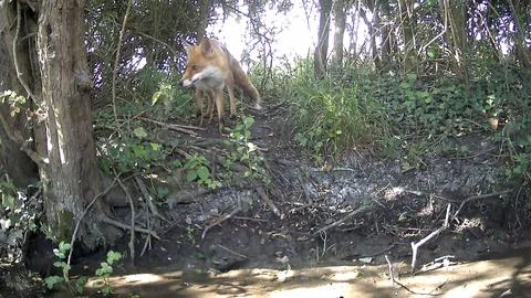 Wild Red Fox Standing on Muddy Woodland Bank Trail Camera Image Stock Photos